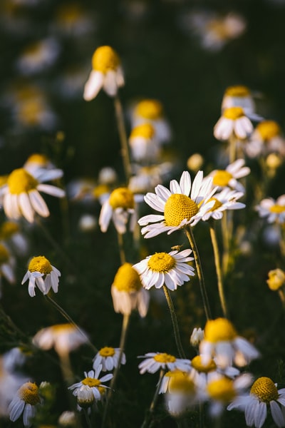 白色和黄色的雏菊花在白天盛开